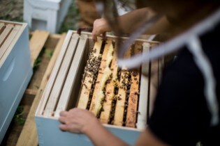 Beekeeping Program at Ford